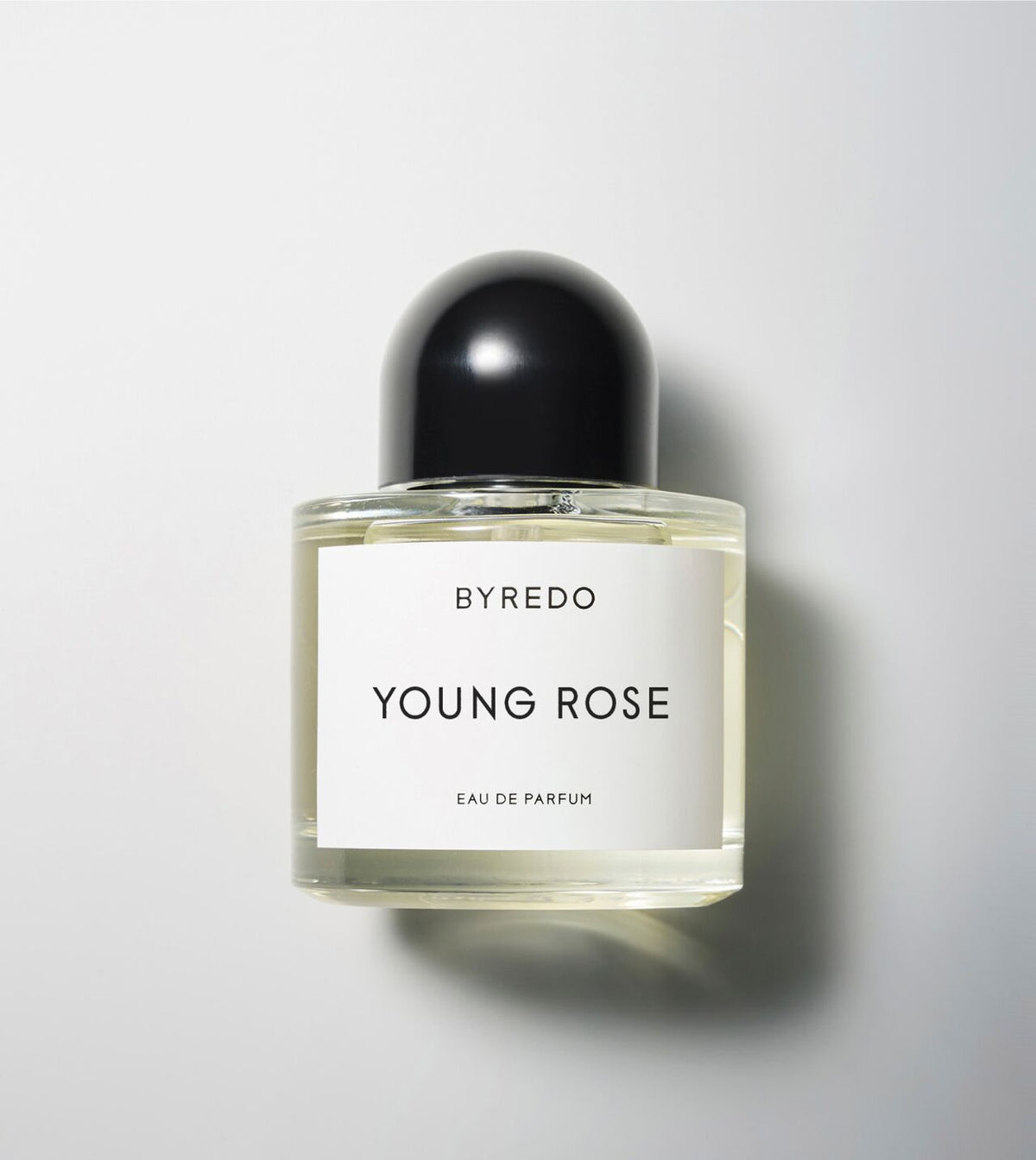 Young Rose - Niche Gallery