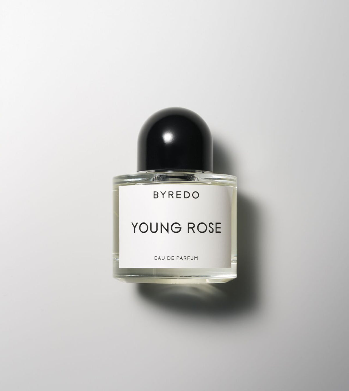 Young Rose - Niche Gallery